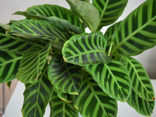 Close up of Calathea zebrina (the zebra plant) leaves. The leaves are striped with two shades of green. Plant isolated on a white background, in landscape orientation.