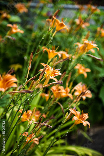 orange daylily flower petals in the garden
