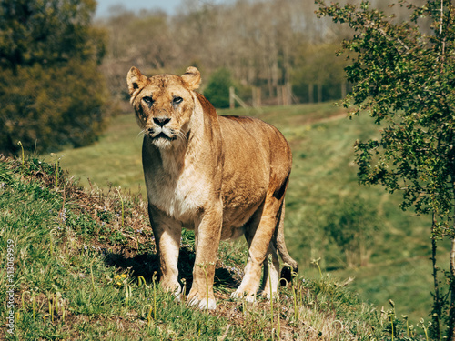 Lion photo