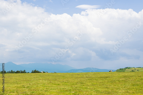 高原の放牧地で草をはむ牛たち