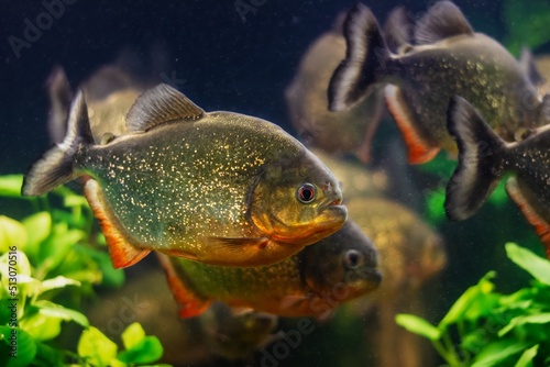 red-bellied piranha, healthy adult of fish species with sharp teeths and shinig scales from Amazon river basin in nature planted aquascape, dangerous enduring species in low light blurred background