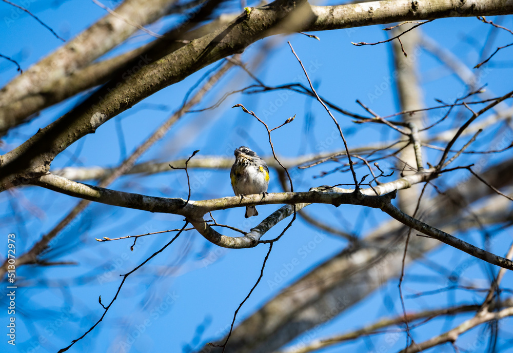 Fototapeta premium Yellow-rumped warbler sitting in a tree in Rome Georgia.