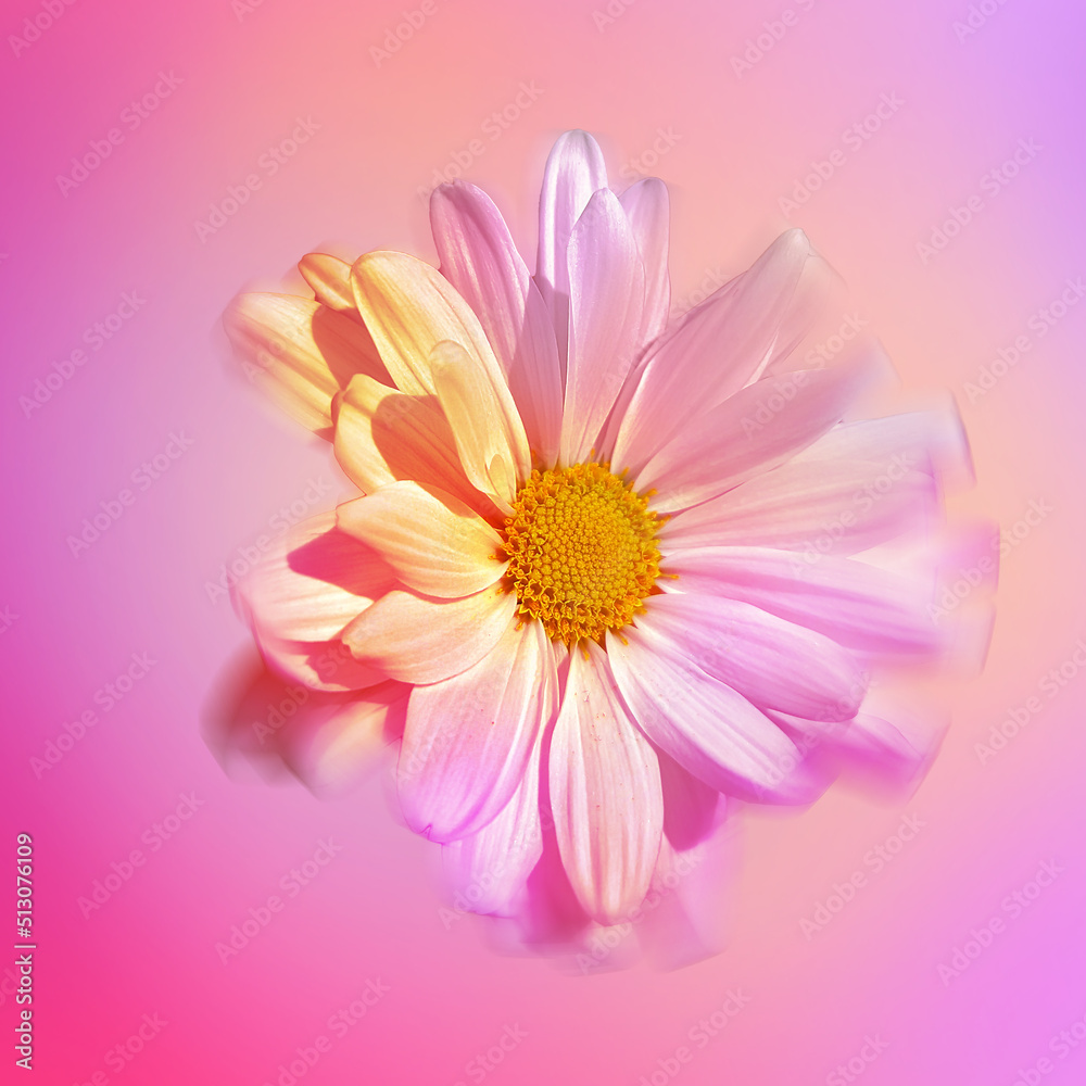 Pink Ombre Daisy, Macro, Bright Pastel Colorful Background