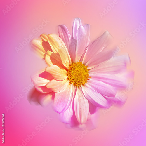 Pink Ombre Daisy  Macro  Bright Pastel Colorful Background