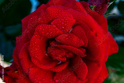 Fototapeta Naklejka Na Ścianę i Meble -  Beautiful red rose flower in dew drops. Small droplets of water on a lush flower of a garden rose.