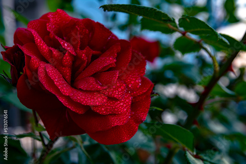 Beautiful red rose flower in dew drops. Small droplets of water on a lush flower of a garden rose.