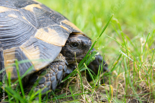 Land Tortoise Sits in the grass Close-up photo. Turtle portrait, shell and tortoise head.