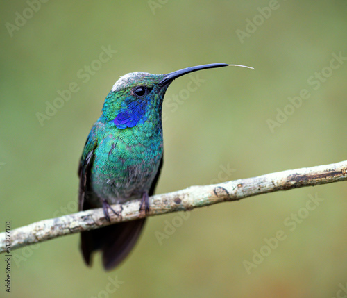 Lesser violet ear hummingbird perched on a branch
