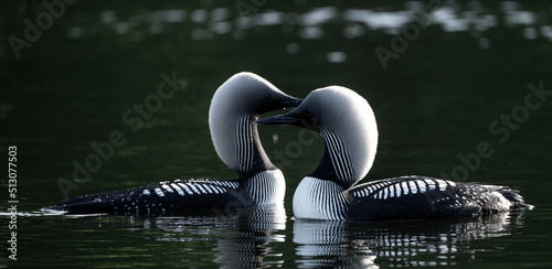 Konstfotografi Pacific Loons