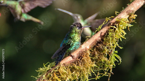 Fiery-throated hummingbird (Panterpe insignis) perched on a stick at the high altitude Paraiso Quetzal Lodge outside of San Jose, Costa Rica