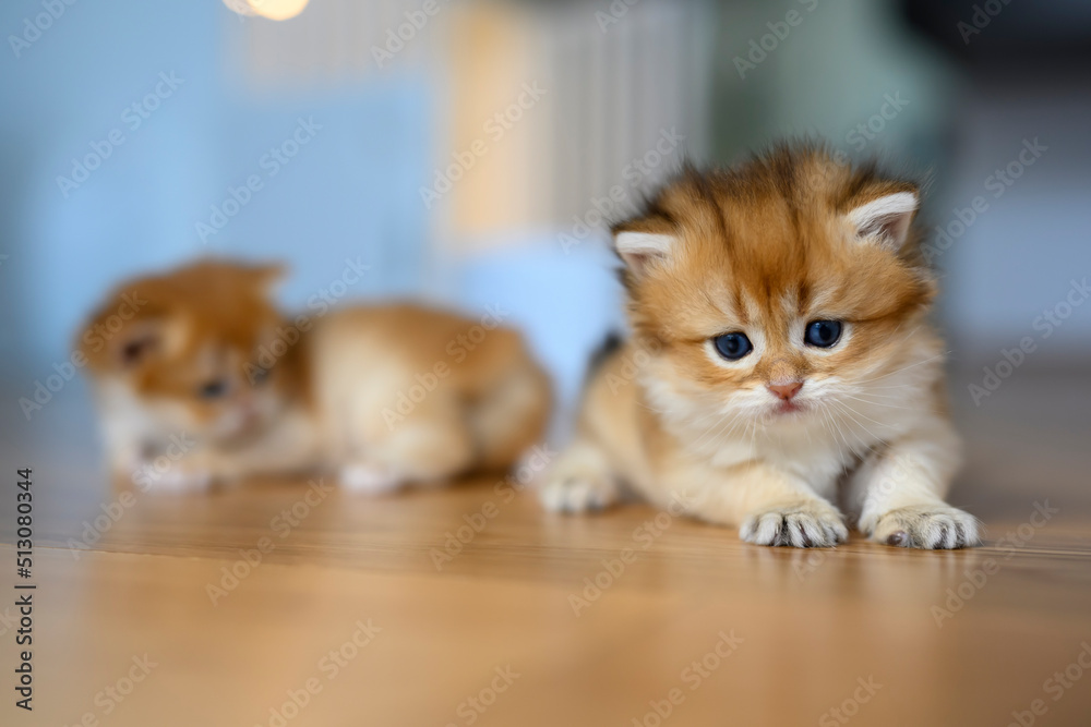 Golden British Shorthair kitten crawls on a wooden floor in a room in the house. little cat learning to walk front view. Childhood cats are mischievous. cute purebred kitten Golden British Shorthair kitten crawls on a wooden floor in a room in the house. little cat learning to walk front view. Childhood cats are mischievous. cute purebred kitten