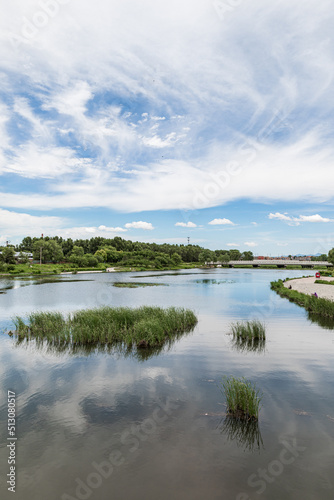 Wetlands in the park in summer