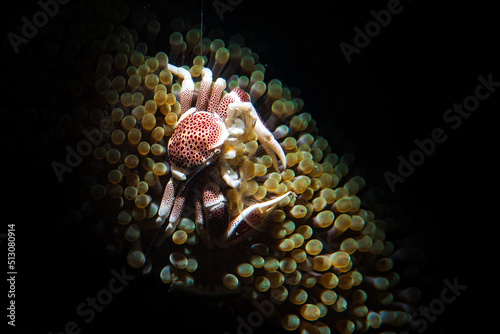 A porcelain crab on a sea anemone photo