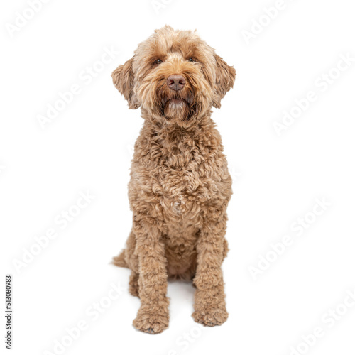 labradoodle sitting