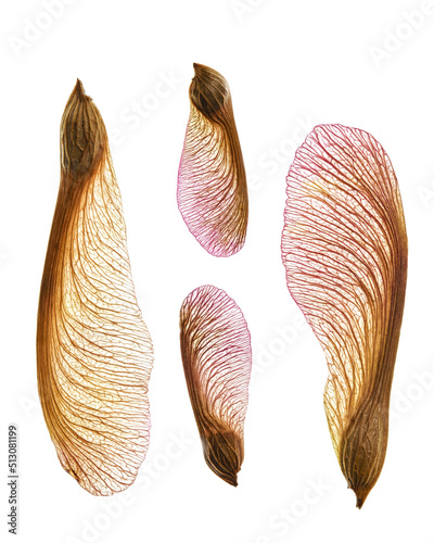 Isolated maple seed pods on white background