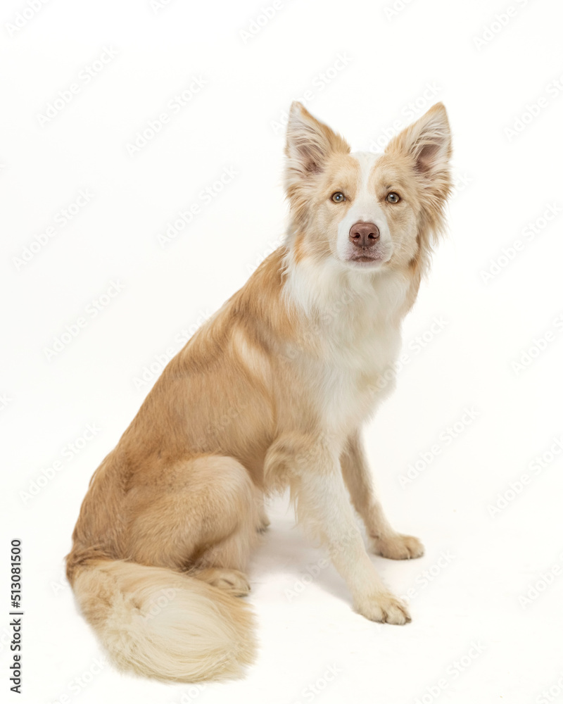 Young border collie sitting