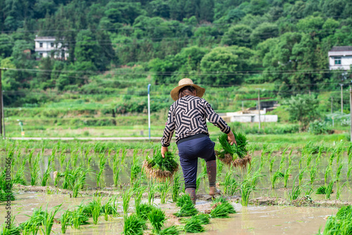 Farmer carrying rice seedlings