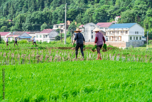 Farmer carrying rice seedlings © Lili.Q