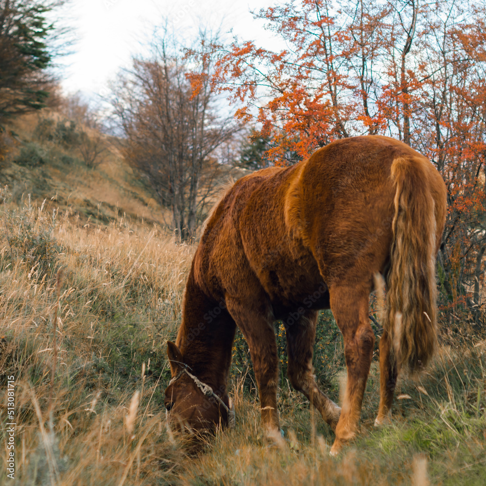 Horse with a Ñire, native tree of Tierra Del Fuego in autumn time. Ushuaia, Argentina