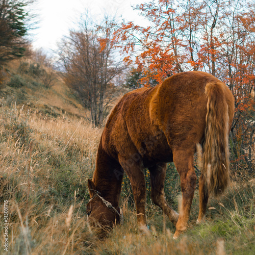 Obraz na płótnie Horse with a Ñire, native tree of Tierra Del Fuego in autumn time. Ushuaia, Argentina w salonie