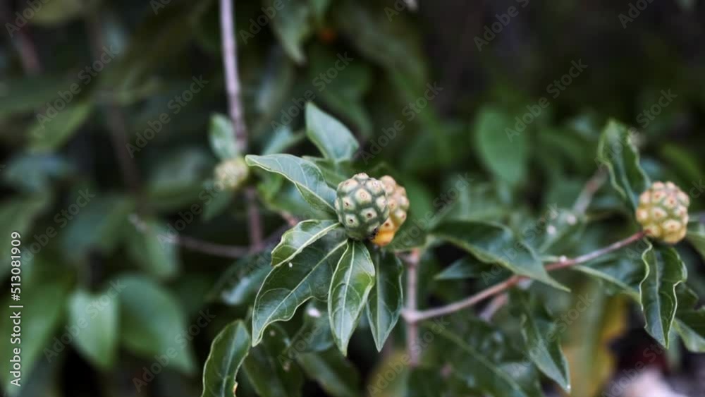 Green aromatic plant with rare fruit and tropical forest in the background in the jungle of the Yucatan peninsula Green aromatic plant with rare fruit and tropical forest in the background in the jungle of the Yucatan peninsula