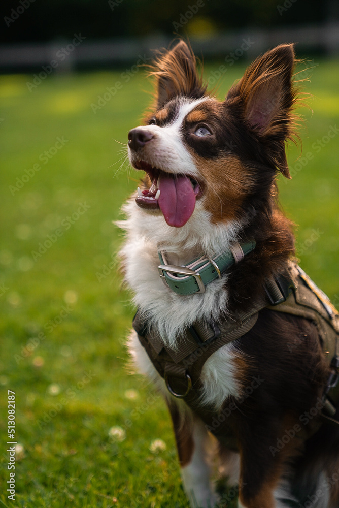 australian shepherd toy size, depth of field 