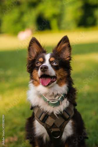 Look at me! I am a dog 