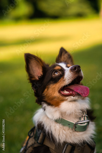 portrait of a dog waiting for its owner