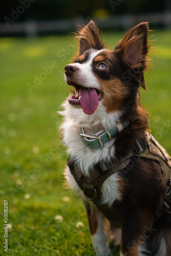 australian shepherd toy size, depth of field 