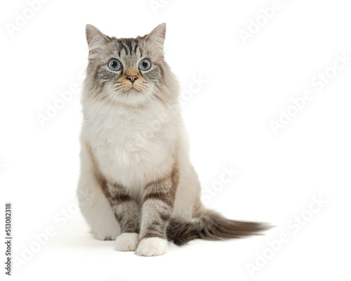 Fotografie Ragamuffin cat