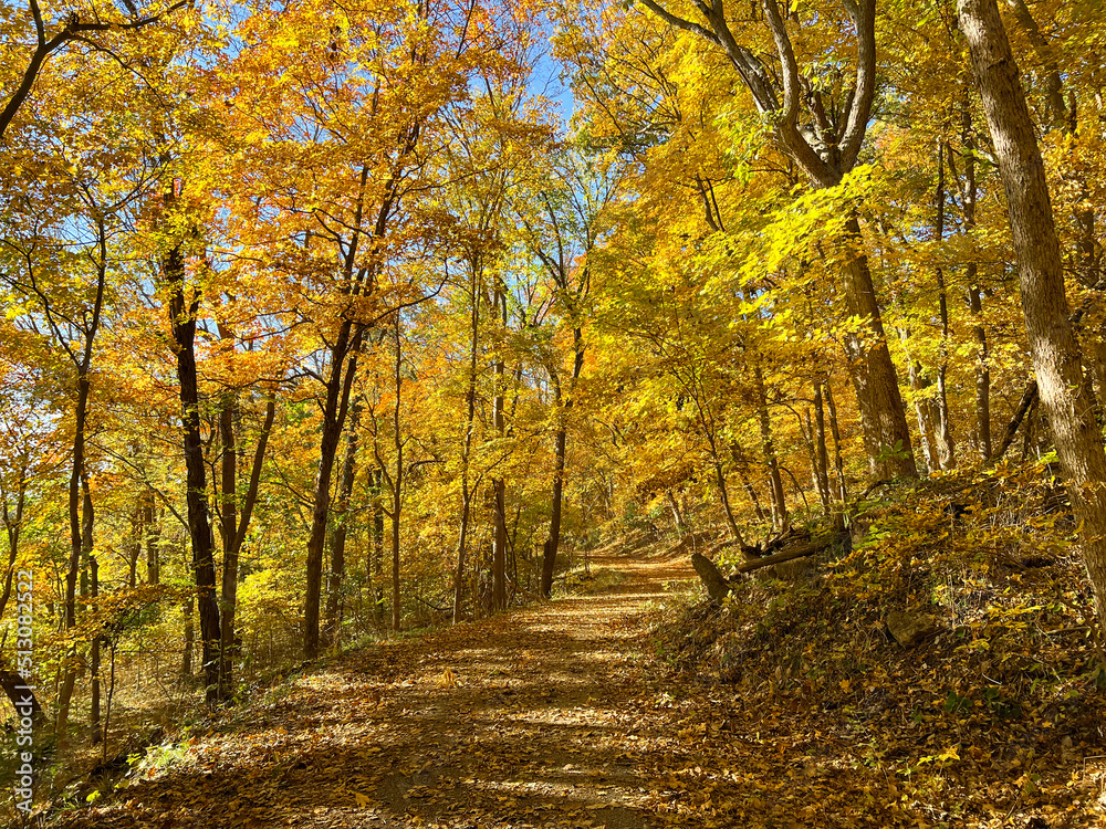 Yellow Autumn Tree Landscape With Path