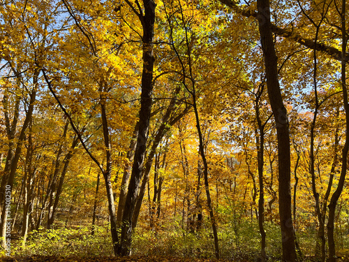 autumn in the park