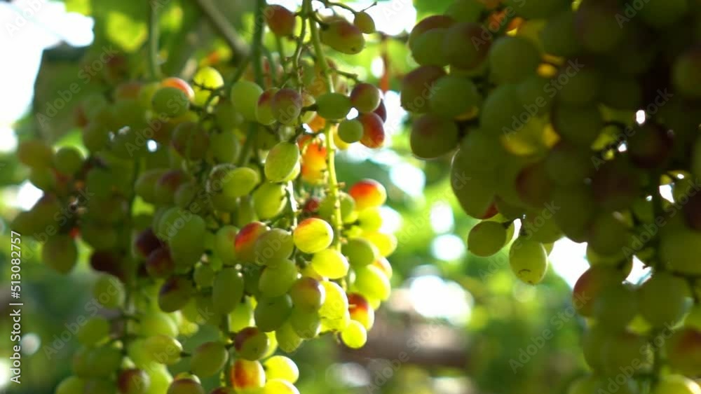 Close up grape fruit on the vine at sunset
Close up grape fruit on the vine at sunset