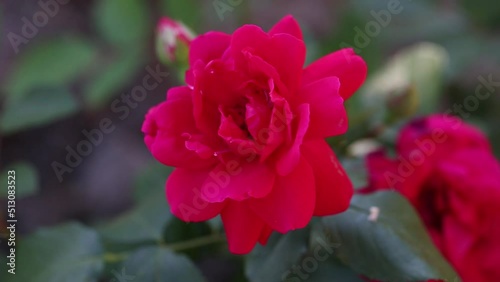 Blooming red rose (Rosaceae) with buds in the garden.