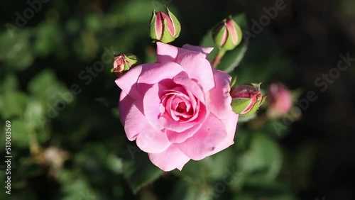 Blooming pink rose (Rosaceae) with buds in the garden.