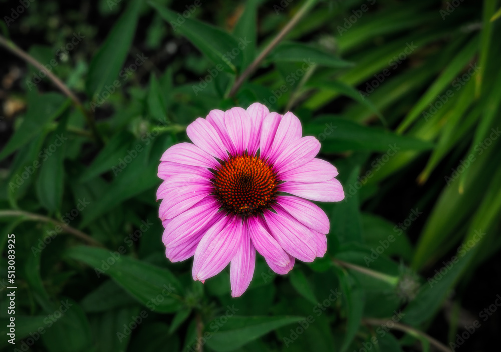 Obraz premium A purple flower with green weeds in the background. 