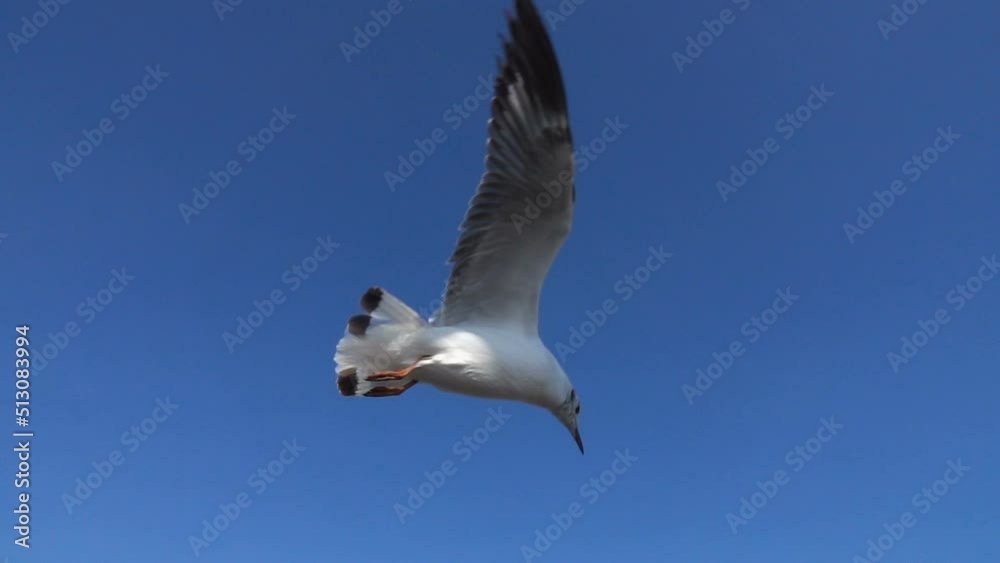 Slow motion of seagull flying on the sea Slow motion of seagull flying on the sea