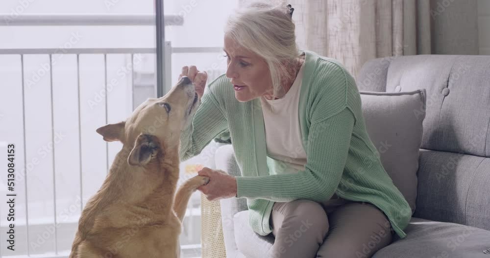 Dog giving paw to owner for a handshake at home. Mature woman teaching her clever pet tricks and rewarding treats for being good and obedient. Lady training a cute africanis mixbreed canine with food