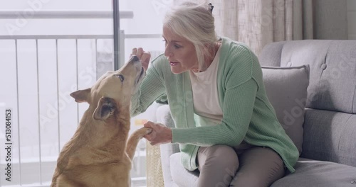 Dog giving paw to owner for a handshake at home. Mature woman teaching her clever pet tricks and rewarding treats for being good and obedient. Lady training a cute africanis mixbreed canine with food photo