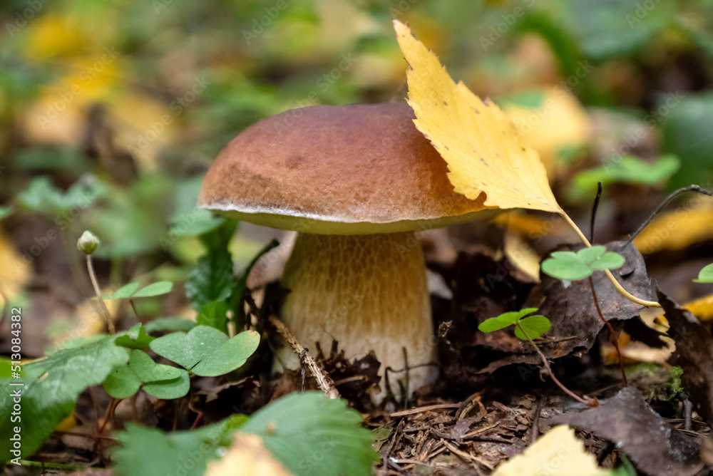 Porcini or Boletus mushroom with yellow birch leaf on cap grows in autumn forest Porcini or Boletus mushroom with yellow birch leaf on cap grows in autumn forest
