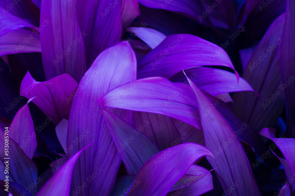 clean violet leaves natural light Suitable for all kinds of backgrounds.