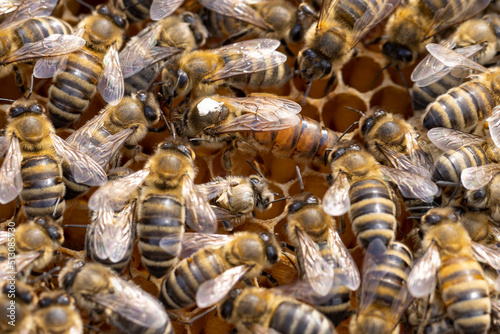 Mit einem weiß markierten Punkt die Königin und Arbeiterinnen der Honigbiene auf einer Wabe