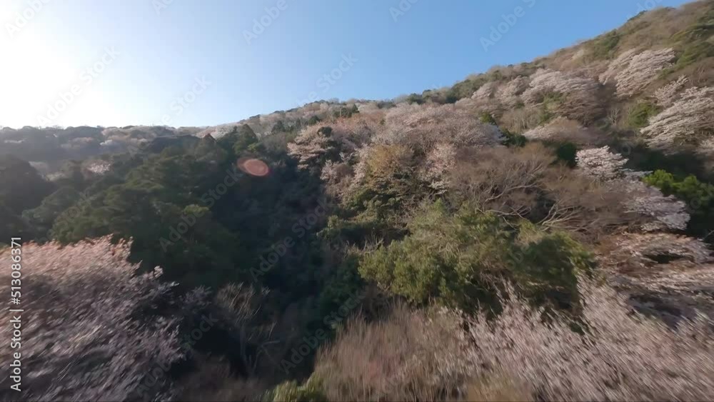 Japan cherry blossom mountain by FPV drone Japan cherry blossom mountain by FPV drone