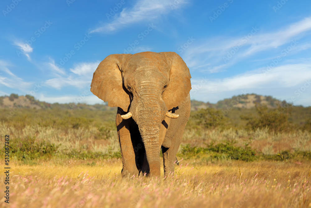 Large African elephant bull (Loxodonta africana), Etosha National Park, Namibia. - obrazy, fototapety, plakaty 