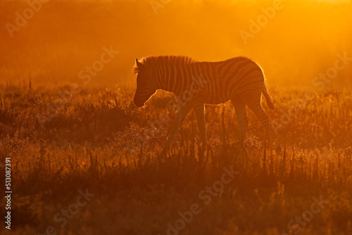 A plains zebra (Equus burchelli) in dust at sunrise, Etosha National Park, Namibia.