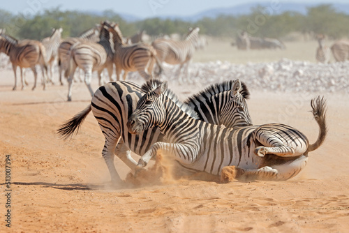 Two plains zebra stallions (Equus burchelli) fighting, Etosha National Park, Namibia.