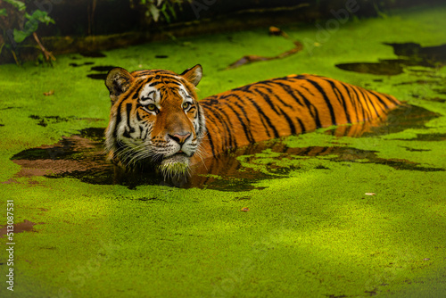 Sumatran tiger swimming in the water. Dangerous predator in action. Sumatran tiger is protected because the population is getting rarer. photo