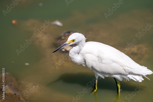 Snowy egret  Egretta thula  stands in the shallow water of the lake and waits for prey.