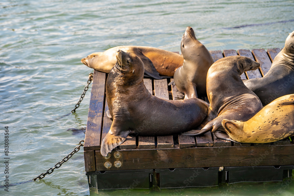 Fototapeta premium Sea lions at pier in San Francisco. 