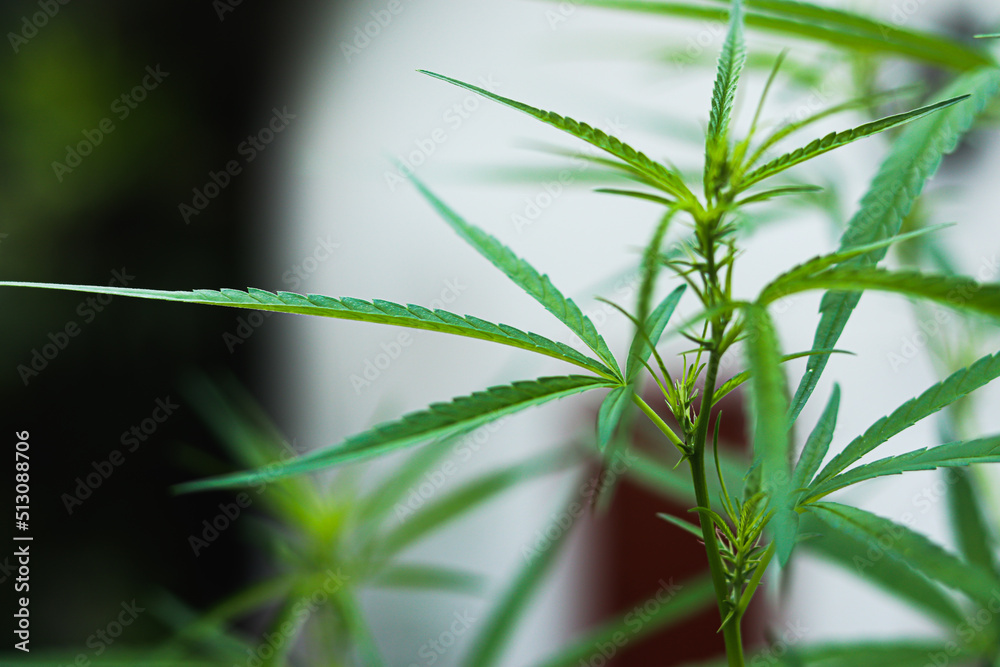 Fototapeta premium bush marijuana on blurred background.